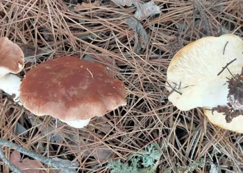 Mantardan zehirlenen 4 kişi hastanelik oldu