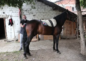 “Uludağ” isimli tay annesinin karnındayken satıldı