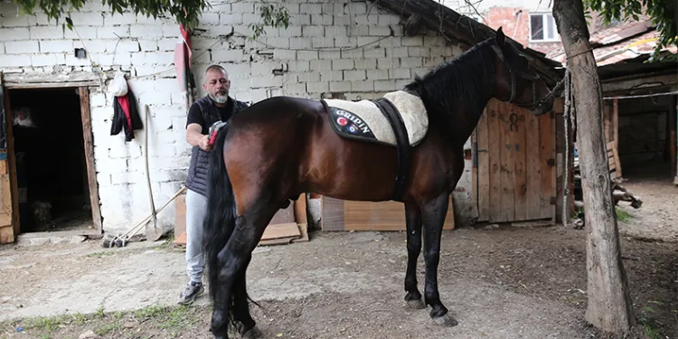 “Uludağ” isimli tay annesinin karnındayken satıldı