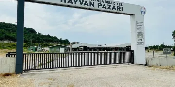 Bursa’da şap hastalığı kontrol altına alındı