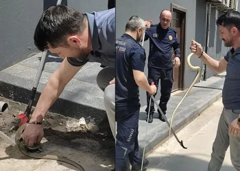 Bursa’da, iş adamı yılanı eliyle yakaladı