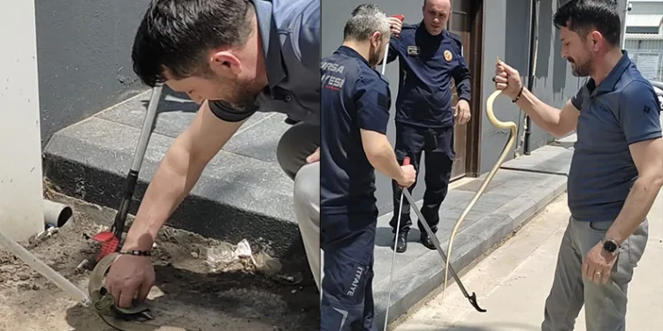 Bursa’da, iş adamı yılanı eliyle yakaladı