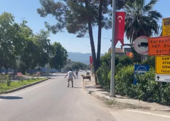 Bursa’da kurbanlık koç trafiği birbirine kattı