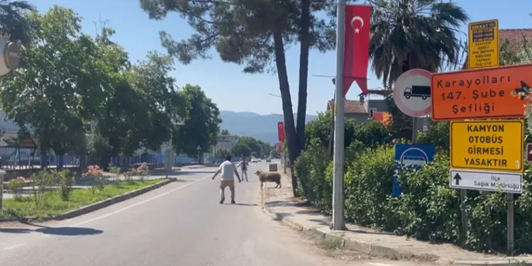Bursa’da kurbanlık koç trafiği birbirine kattı