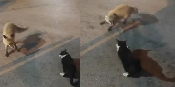 Kediyle tilkinin yemek mücadelesi