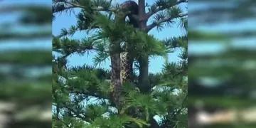 Anakonda büyüklüğündeki yılan panik yarattı