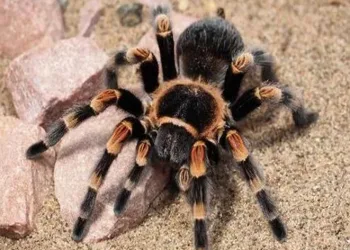 Kargodan tarantula çıktı