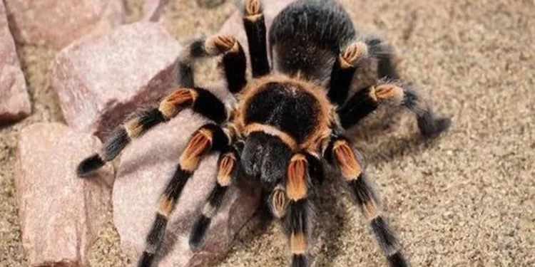 Kargodan tarantula çıktı