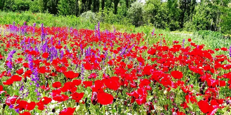 Gelincikler tarlaları kırmızıya boyadı