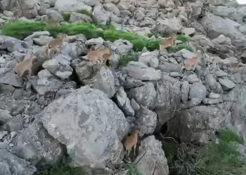 Silah sesleri yerini yaban keçilerine bıraktı