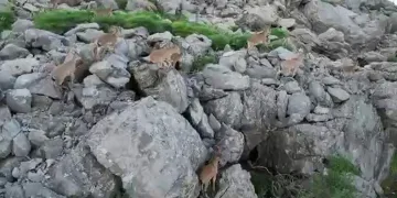 Silah sesleri yerini yaban keçilerine bıraktı