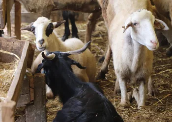 Besicilerin mesaisi devam ediyor