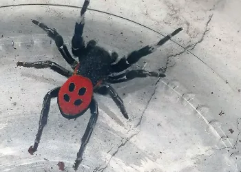 Zehirli uğur böceği örümceği görüldü