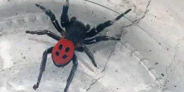 Zehirli uğur böceği örümceği görüldü