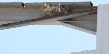 Bursa’da kaçak yapı yıkımını kuş yuvası durdurdu