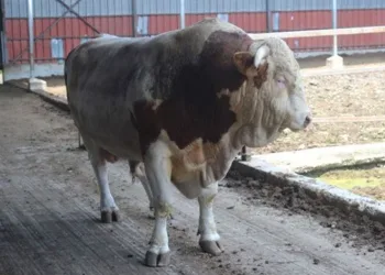 İkinci el otomobil fiyatına kurbanlık