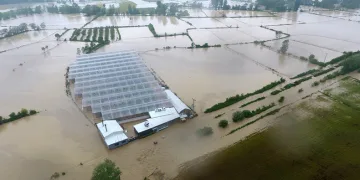 Sel çeltik tarlalarını ve seraları vurdu