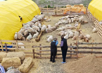 Kurban pazarı kuruldu, satışlar başladı