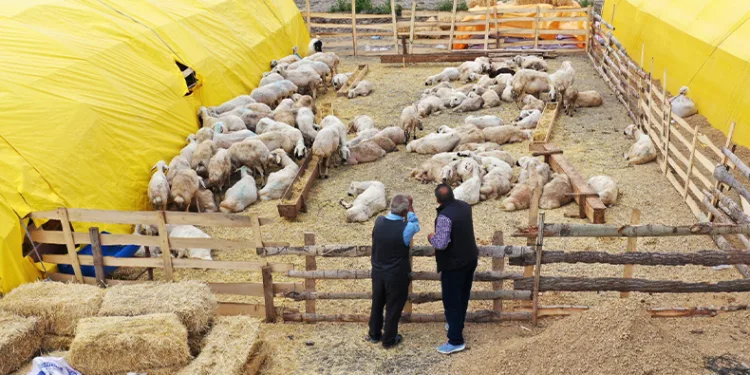 Kurban pazarı kuruldu, satışlar başladı