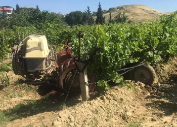Kuşu vurmak isterken komşusunu vurdu