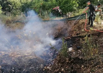 Yılandan korkup ormanı yakıyordu