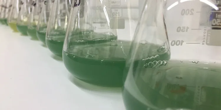 BTÜ’lü araştırmacılar o hastalığa çare oluyor