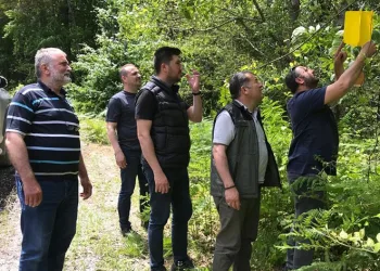 Ormanlara “feromon tuzağı” kuruluyor