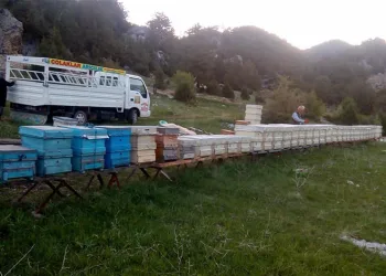Hava şartları arıları olumsuz etkiledi