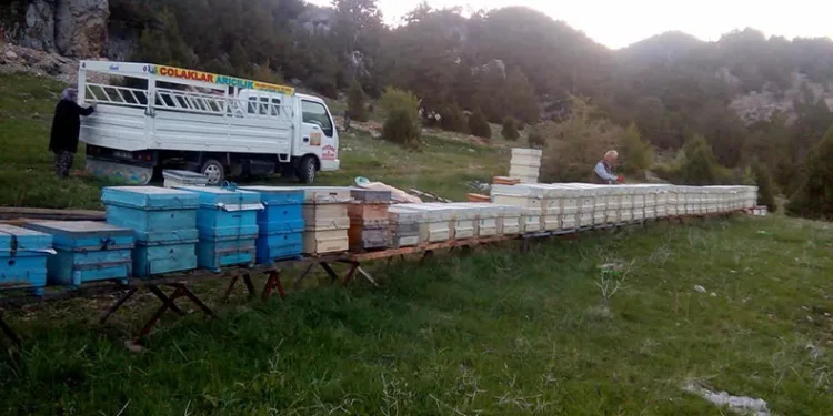 Hava şartları arıları olumsuz etkiledi