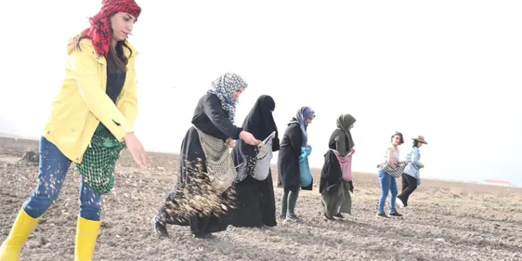 Doğubayazıtlı kadınlar toprağa hayat verdi