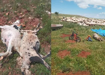Fırtına ve yağmur 10 koyun telef etti