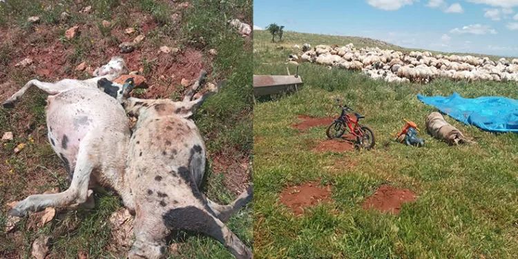 Fırtına ve yağmur 10 koyun telef etti