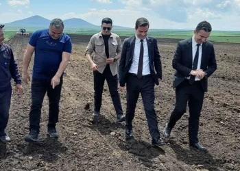 Selim’de yağlık ayçiçeği ekilmeye başladı