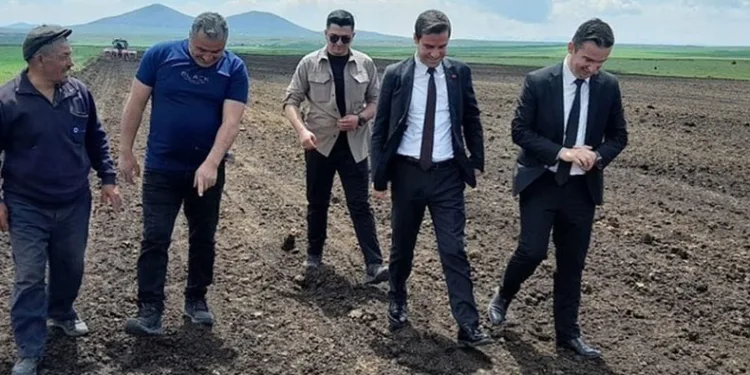 Selim’de yağlık ayçiçeği ekilmeye başladı
