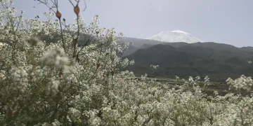 Ağrı Dağı etekleri, mor ve beyaza büründü