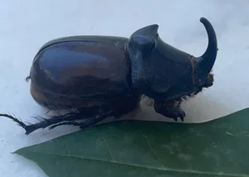 Dünyanın en güçlü böceği