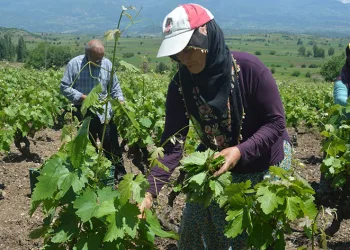 Tokat’ta bağ yaprağı hasadı başladı