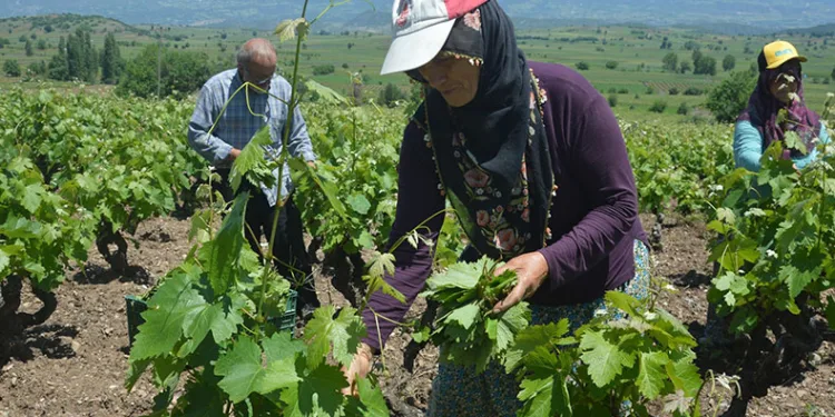 Tokat’ta bağ yaprağı hasadı başladı