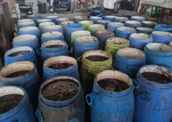Yasadışı avlanan deniz patlıcanları denize salındı