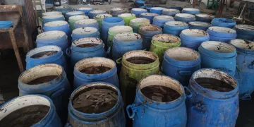 Yasadışı avlanan deniz patlıcanları denize salındı