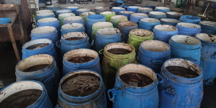 Yasadışı avlanan deniz patlıcanları denize salındı