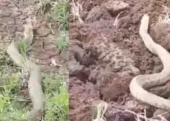 Isırığı öldürmeye yeten koca engerek yılanı