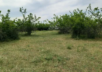 Parçalanmış cesede ilişkin 2 şüpheli tutuklandı