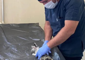 Boğazına kemik takılan kedi kurtarıldı