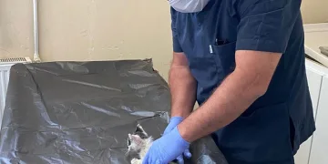 Boğazına kemik takılan kedi kurtarıldı
