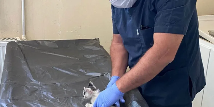 Boğazına kemik takılan kedi kurtarıldı