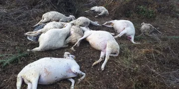 Yıldırım düşmesi sonucu koyunlar telef oldu