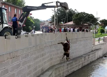 Kızılırmak’taki hayvan leşleri kepçe ile kaldırıldı