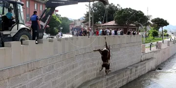 Kızılırmak’taki hayvan leşleri kepçe ile kaldırıldı