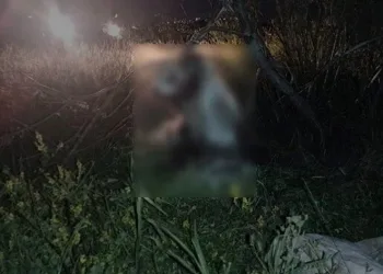 17 köpek ağaca asılı bulundu
